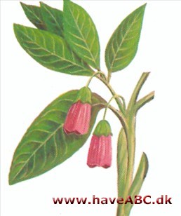 Himalayanatskygge - Scopolia carniolica Himalayanatskygge - Scopolia carniolica