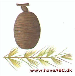 Himalayaceder - Cedrus deodara Himalayaceder - Cedrus deodara