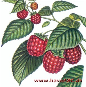 Hindbær - Rubus idaeus Hindbær - Rubus idaeus