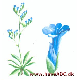 Hindebæger - Limonium Hindebæger - Limonium
