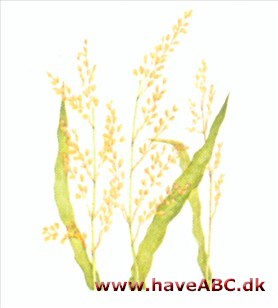 Hirse - Panicum Hirse - Panicum