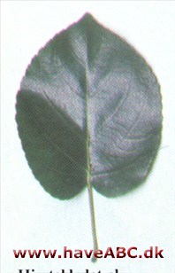 Hjertebladet el - Alnus cordata Hjertebladet el - Alnus cordata