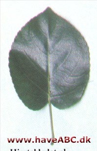 Hjertebladet el - Alnus cordata