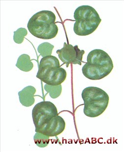Hjerteranke - Cero'pegia 'woodii Hjerteranke - Cero'pegia 'woodii