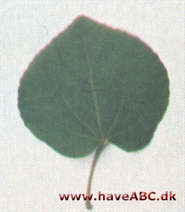 Hjertetræ, Katsura - Cercidiphyllum japonicum