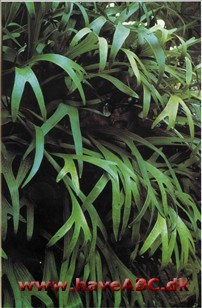 Hjortetakbregne - Platycerium. bifurcatum. (syn. alcicorne)