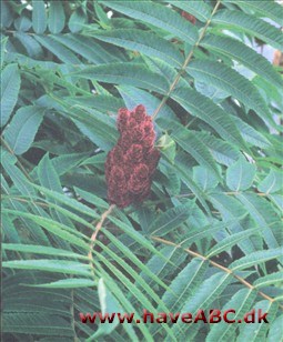 Hjortetaktræ - Rhus typhina 2 Ses tidlig sommer - tidlig vinter. De fleste havebuske er ret velopdragne, i det mindste i den forstand, at de bliver, hvor man har sat dem, men der er nogle, som ikke gør det. Løsningen ...