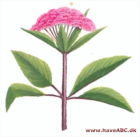 Hjortetrøst - Eupatorium purpureum