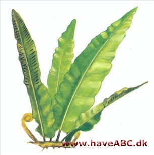 Hjortetunge - Phyllitis scolopendrium Hjortetunge - Phyllitis scolopendrium
