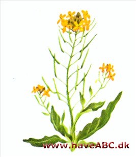 Hjørneklap - Erysimum allionii