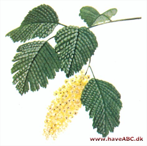 Holodiscus - Holodiscus discolor Holodiscus - Holodiscus discolor