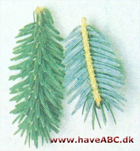 Hondo-gran - Picea jezoensis var. hondoensis Hondo-gran - Picea jezoensis var. hondoensis