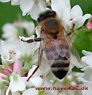 Honningbier - Apis mellifica