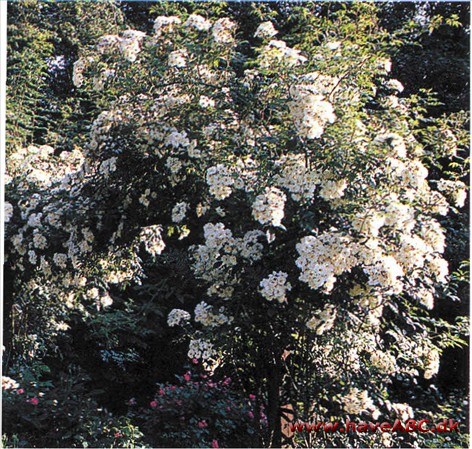 Vildtvoksende i det vestlige Kina. En opdagelsesrejsende fandt den i begyn­delsen af 1900-tallet og tog den med til Vesten, hvor den har ført til hybrider med mere fyldte blomster. 