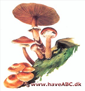 Honningsvamp - Armillaria mellea Honningsvamp - Armillaria mellea