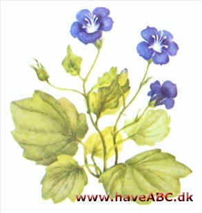 Honningurt - Phacelia Honningurt - Phacelia