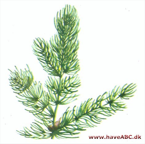 Hornblad - Ceratophyllum demersum Hornblad - Ceratophyllum demersum
