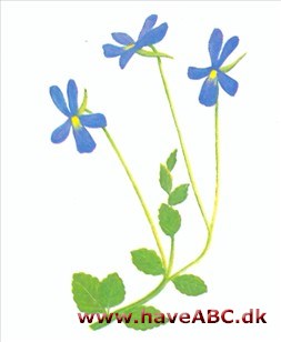 Hornviol - Viola cornuta Hornviol - Viola cornuta
