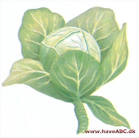 Hovedkål - Brassica oleracea Hovedkål - Brassica oleracea
