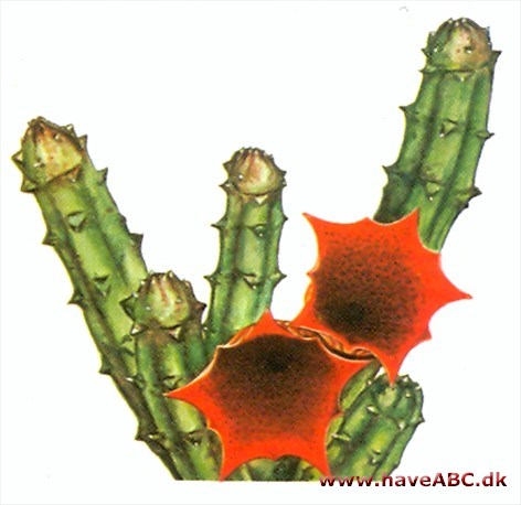 Huernia - Huernia