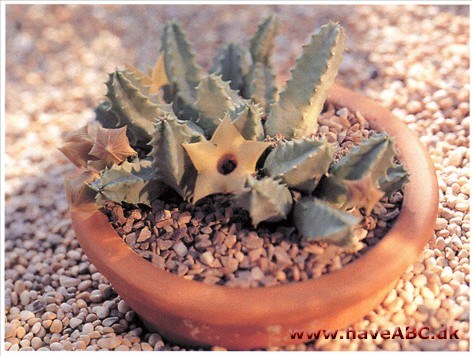 Huernia