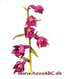 Hullæbe - Epipactis