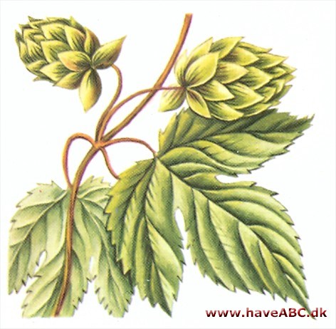 Humle - Humulus