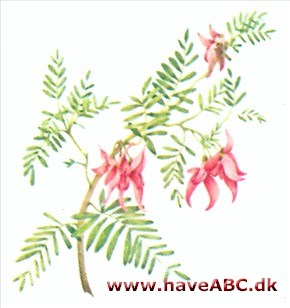Hummerklo - Clianthus Hummerklo - Clianthus