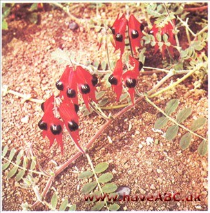 Hummerært - Clianthus speciosus (syn. formosus)