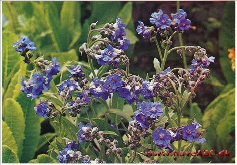 Hundetunge - Cynoglossum officinale † Hundetunge - Cynoglossum officinale †