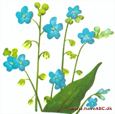 Hundetunge - Cynoglossum Hundetunge - Cynoglossum