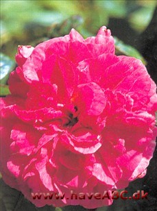 Man troede længe, at centifolieroserne hørte til de ældste gammeldags ro­ser med aner fra antikken, og at det var dem, som Plinius beskrev i sin Naturalis Historia som ...