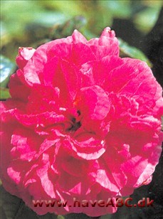 Hundredbladsroser - Provenceroser - rosa x centifolia Man troede længe, at centifolieroserne hørte til de ældste gammeldags roser med aner fra antikken, og at det var dem, som Plinius beskrev i sin Naturalis Historia som ...