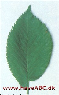 Huntingdon-elm - Ulmus x hollandica 'Vegeta'