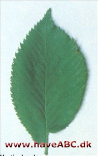Huntingdon-elm - Ulmus x hollandica 'Vegeta' Huntingdon-elm - Ulmus x hollandica 'Vegeta'