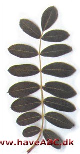 Hupeh-røn - Sorbus hupehensis