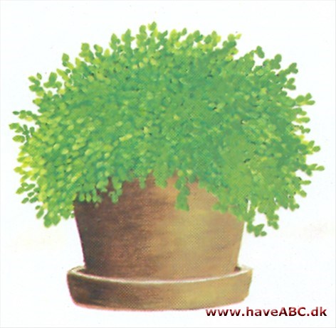 Husfred - Soleirolia soleirolii 2 Husfred - Soleirolia soleirolii 2