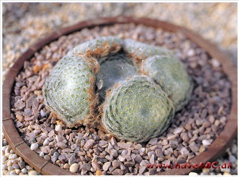 Husløg - Sempervivum Husløg - Sempervivum