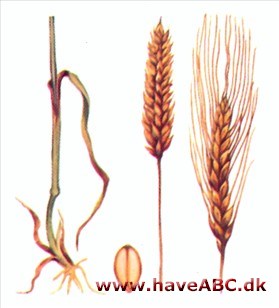 Hvede - Triticum aestivum Hvede - Triticum aestivum