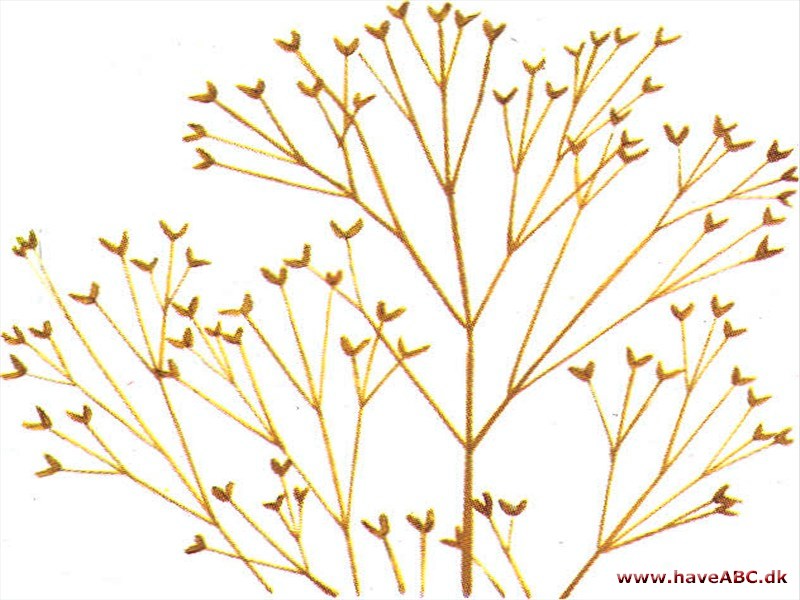 Hvene - Agrostis Hvene - Agrostis