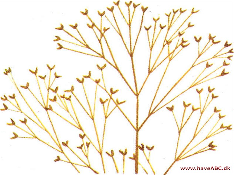 Hvene - Agrostis