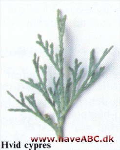 Hvid cypres - Chamaecyparis thyoides