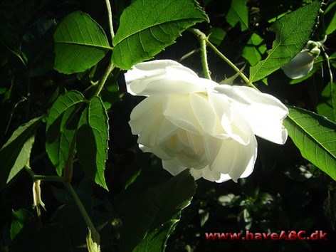 Hvid rose - Rosa alba