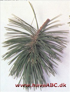 Hvidbarket fyr - Pinus heldreichii