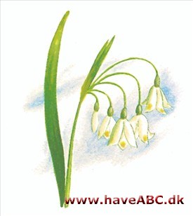 Hvidblomme - Leucojum aestivum Hvidblomme - Leucojum aestivum