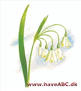 Hvidblomme - Leucojum aestivum