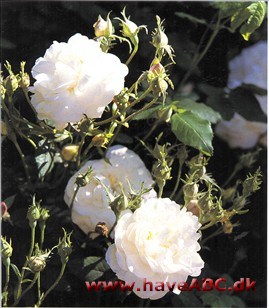 Albaroserne, som er vildtvoksende i Kaukasus og på Krimhalvøen, kan være opstået gennem en naturlig hybridisering mellem en Rosa damasce­na og en hvidblomstret Rosa canina ...