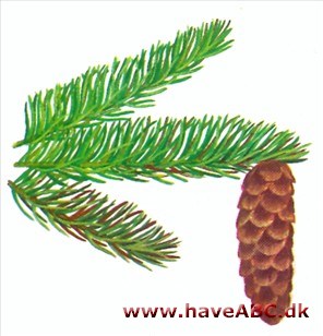 Hvidgran - Picea glauca