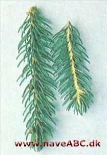 Hvidgran - Picea glauca.