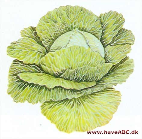Hvidkål - Brassica oleracea